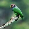 A wild Plum-crowned Parrot perches on the end of a branch
