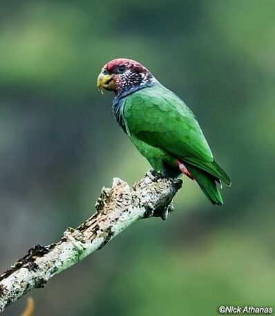 A wild Plum-crowned Parrot perches on the end of a branch