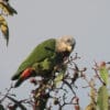 A wild White-capped Parrot feeds on berries