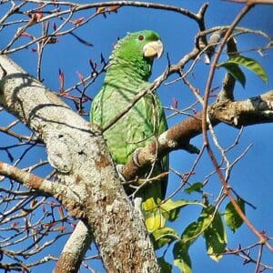 White-cheeked Amazon