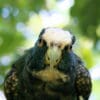 A curious White-crowned Parrot peers at the camera