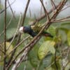 A wild White-crowned Parrot perches on a branch