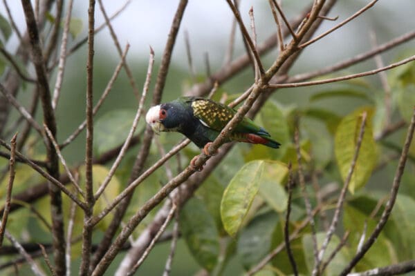 A wild White-crowned Parrot perches on a branch