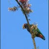 A wild White-crowned Parrot feeds on blossoms