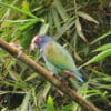 A wild White-crowned Parrot perches on a branch