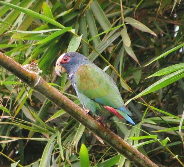 A wild White-crowned Parrot perches on a branch