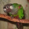 A companion White-eared Conure perches on a branch