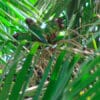 Wild White-eared Conures feed in a palm tree