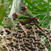 Wild White-eared Conures feed on palm fruits