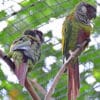 White-eared Conures perch in an enclosure