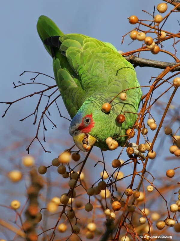 A feral White-fronted Amazon feeds upside down