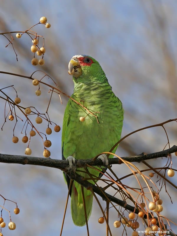 A feral White-fronted Amazon feeds on berries
