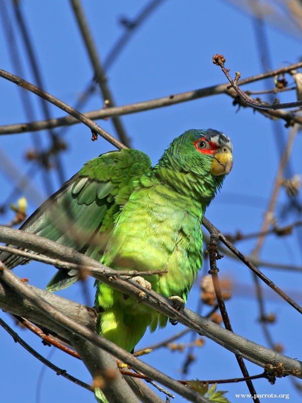 A feral White-fronted Amazon stretches its wings
