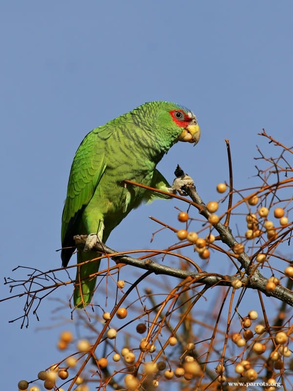 A feral White-fronted Amazon forages for berries