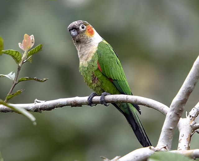 White-necked Conure Fieldwork