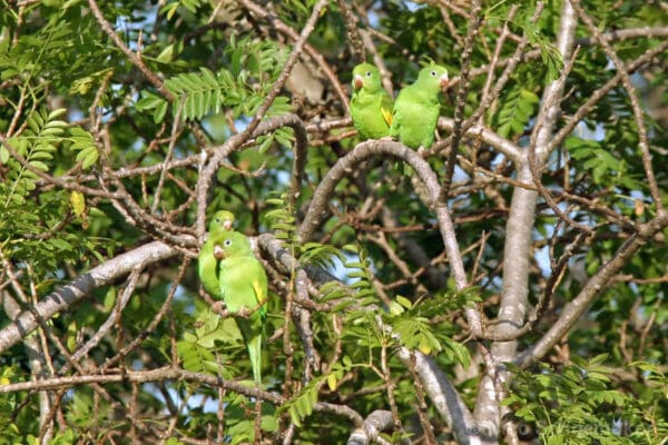 Wild White-winged Parakeets perch in a tree