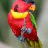 A Yellow-bibbed Lory perches on a branch