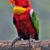 A Yellow-bibbed Lory perches on a branch