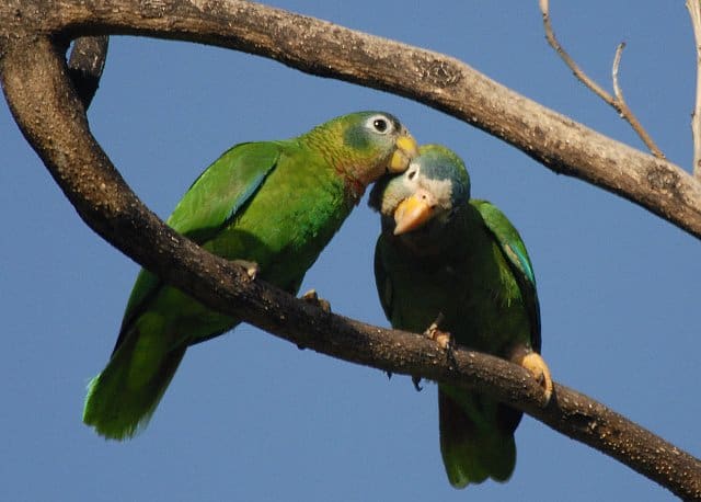 Yellow-billed Amazon Fieldwork