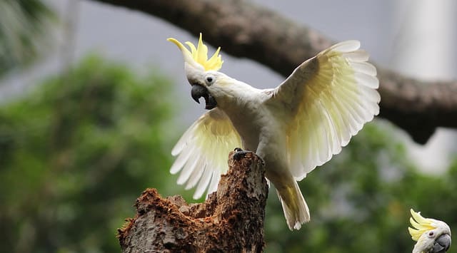 Yellow-crested Cockatoo Protection and Recovery