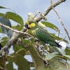 A wild Yellow-eared Conure perches on a branch