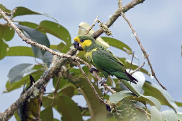 A wild Yellow-eared Conure perches on a branch