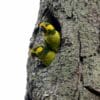 Wild Yellow-eared Conures cling to entrance at nest