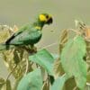 A wild Yellow-eared Conure feeds on vegetation