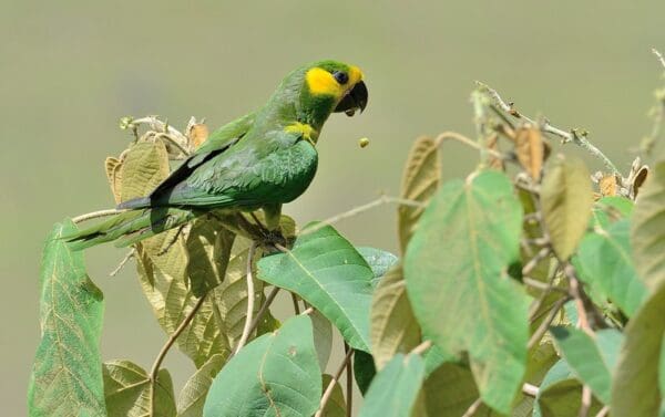 A wild Yellow-eared Conure feeds on vegetation
