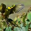 A wild Yellow-eared Conure flaps its wings atop a tree