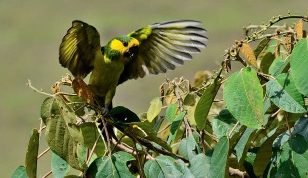 A wild Yellow-eared Conure flaps its wings atop a tree