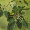A wild Yellow-eared Conure forages for berries