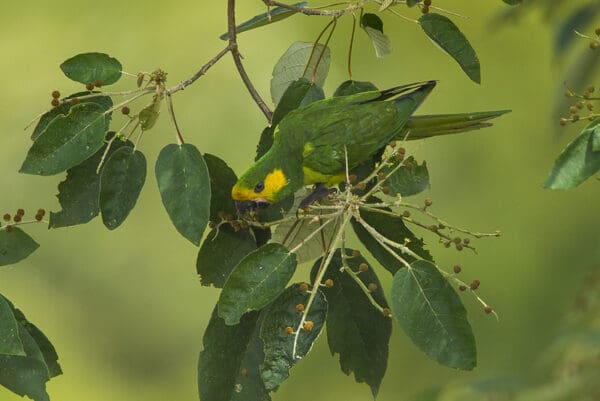 A wild Yellow-eared Conure forages for berries