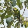 A wild Yellow-eared Conure feeds on berries