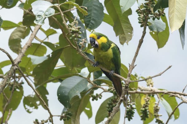 A wild Yellow-eared Conure feeds on berries