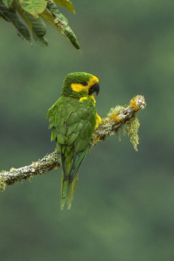A wild Yellow-eared Conure perches on a mossy branch