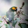A wild Yellow-eared Conure feeds on berries