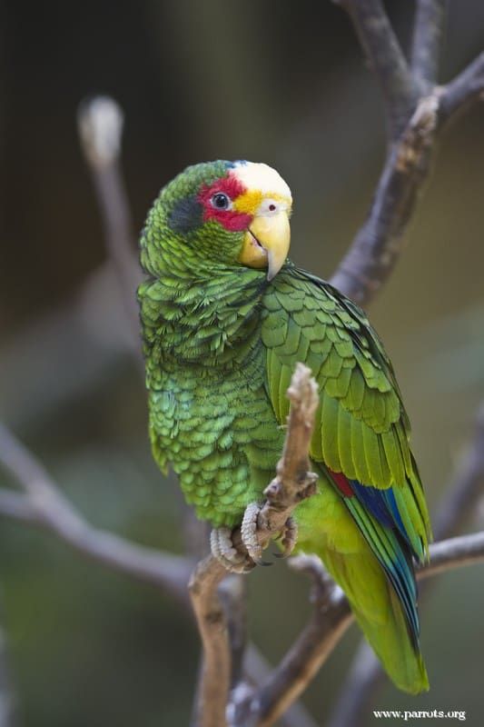A male Yellow-lored Amazon perches on a branch