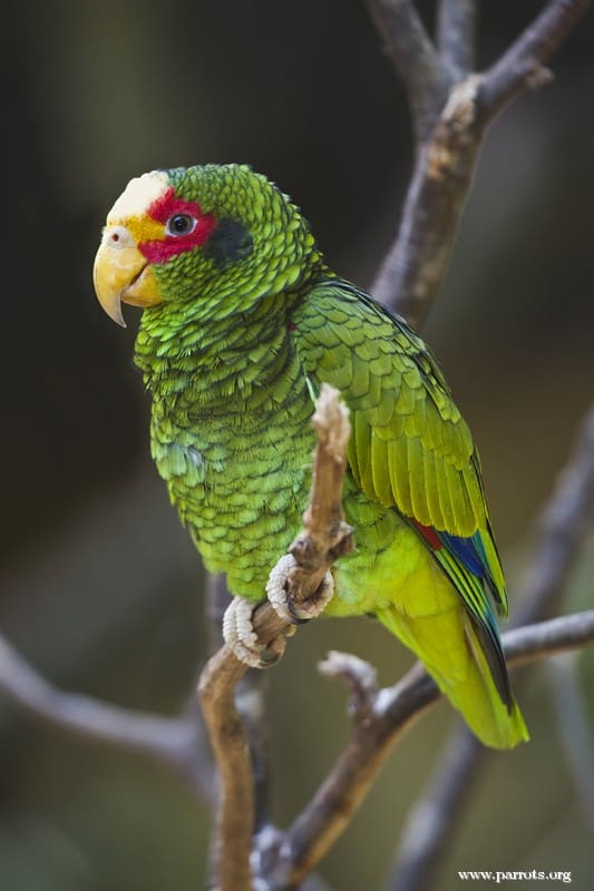 A male Yellow-lored Amazon perches on a branch