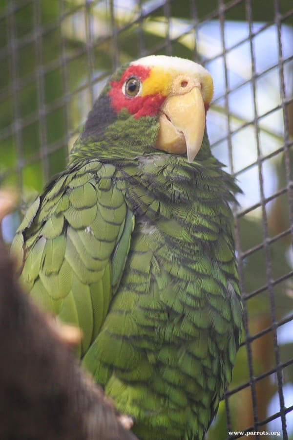 A male Yellow-lored Amazon perches in an enclosure