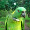 Yellow-naped Amazon fitted with radio collar © Alejandro Salinas A Yellow-naped Amazon is fitted with a radio collar