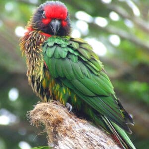 Yellow-streaked Lory