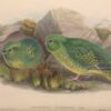 An illustration depicts Night Parrots