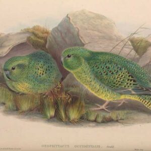 An illustration depicts Night Parrots