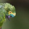 © Amyirizarry via Pixabay A wild Blue-fronted Amazon preens