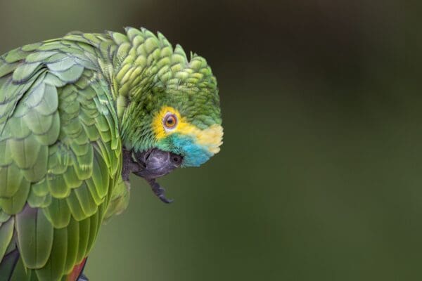 A wild Blue-fronted Amazon preens