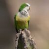 A wild Cliff Parakeet perches on a cactus