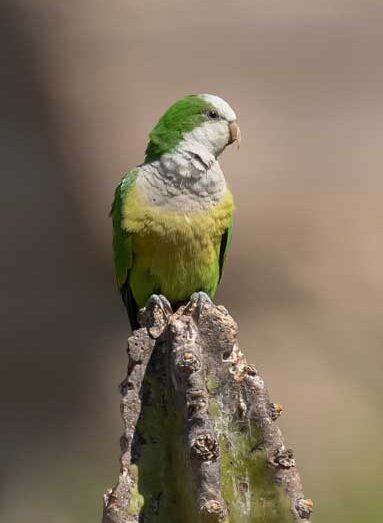 A wild Cliff Parakeet perches on a cactus