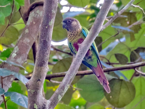 A wild Bonaparte's Conure perches on a limb