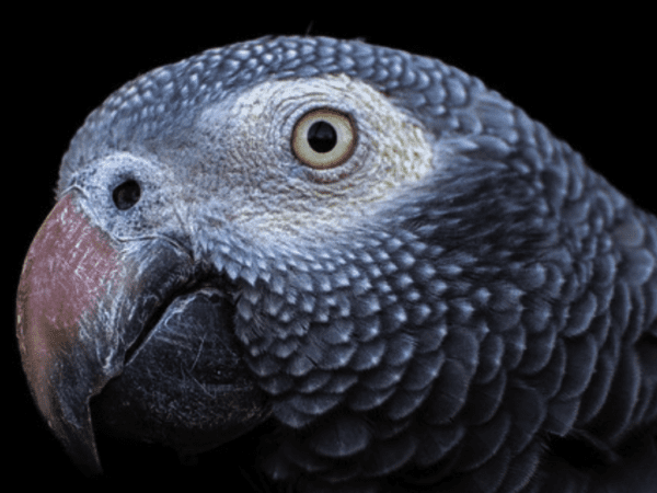 Timneh Parrots: Disrupting Trafficking